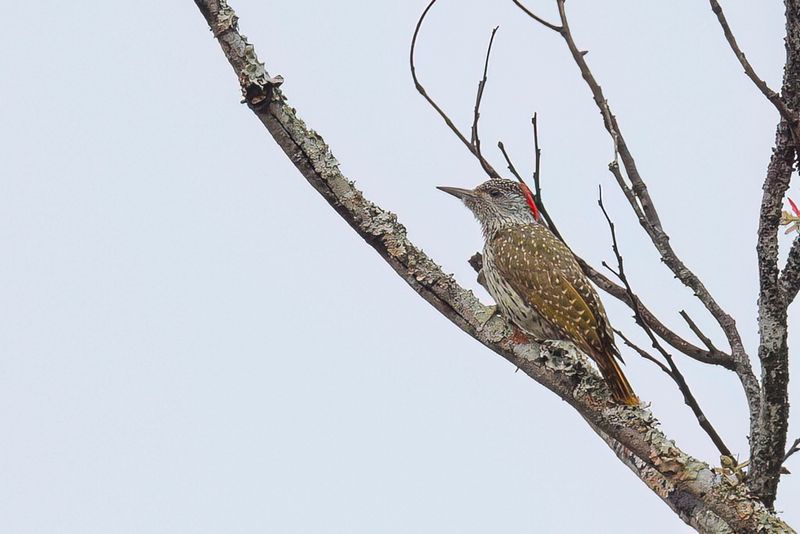 Golden-tailed Woodpecker