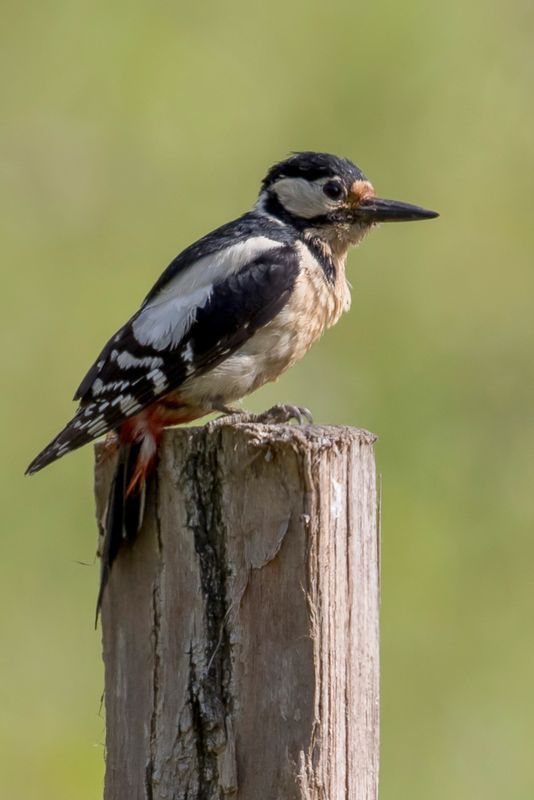 Great Spotted Woodpecker (f)