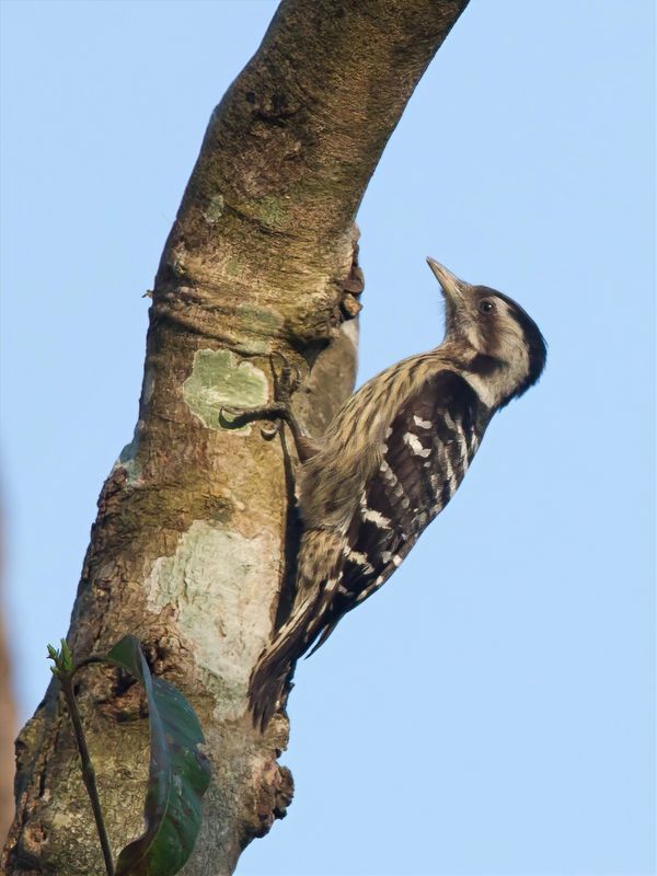 Grey-capped Pygmy Woodpecker