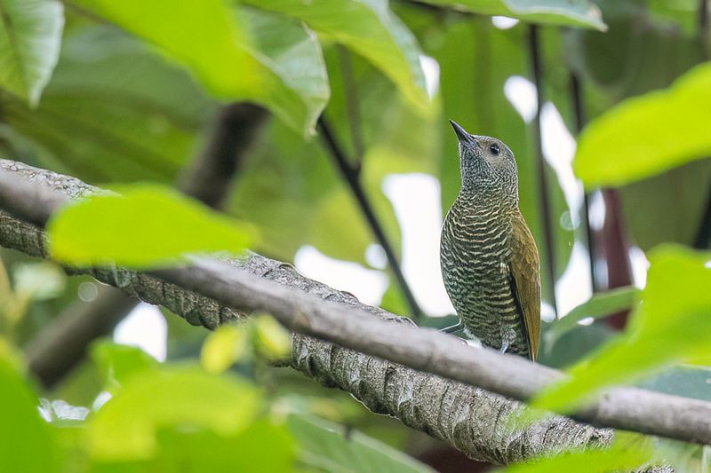 Grey-crowned Woodpecker