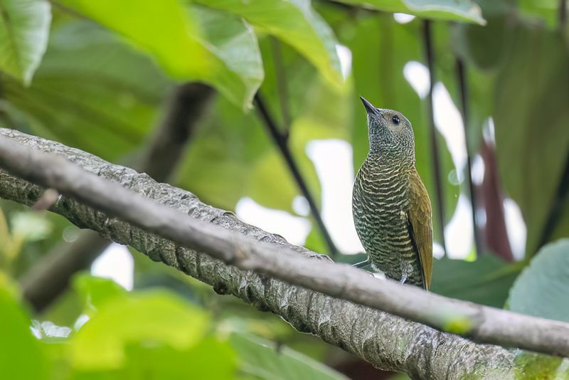 Grey-crowned Woodpecker