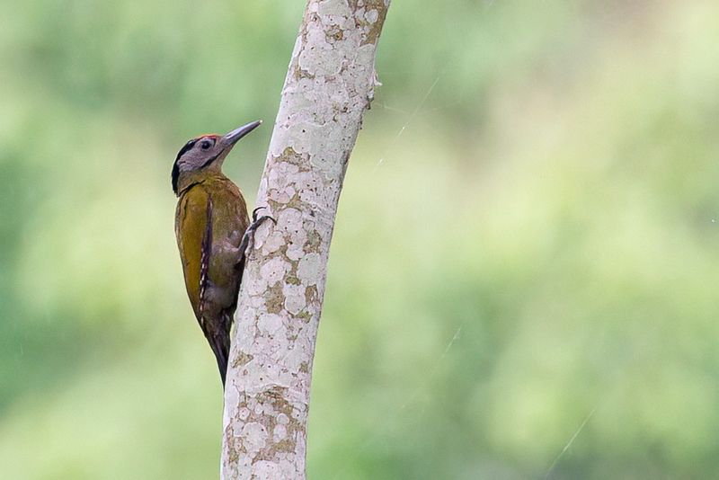 Grey-headed Woodpecker