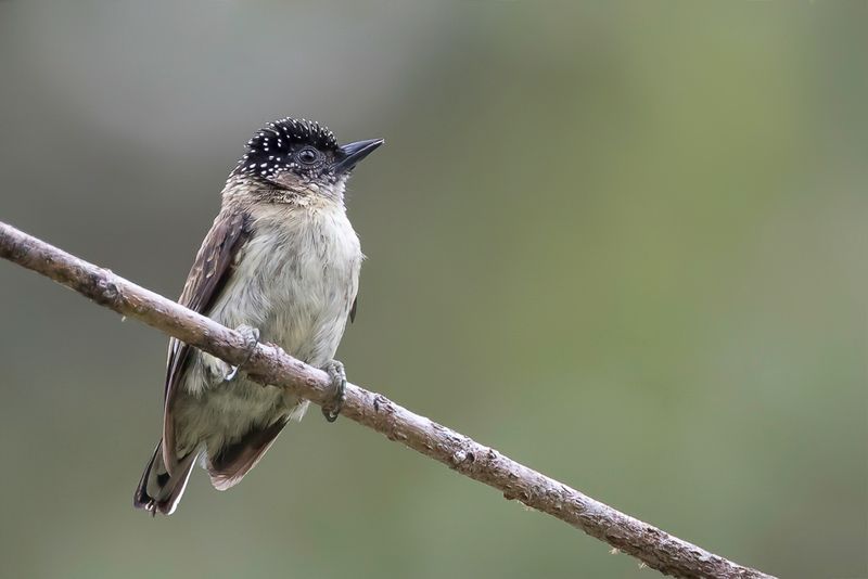 Greyish Piculet