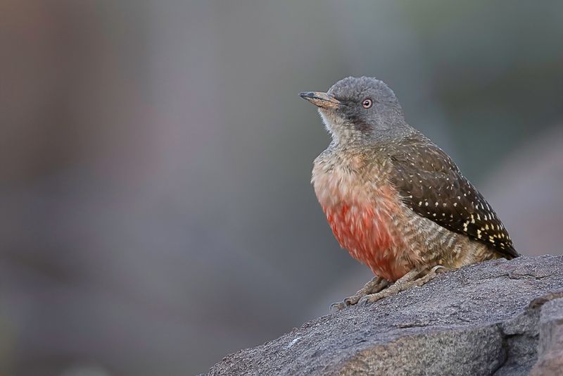 Ground Woodpecker