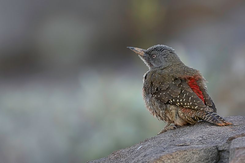 Ground Woodpecker