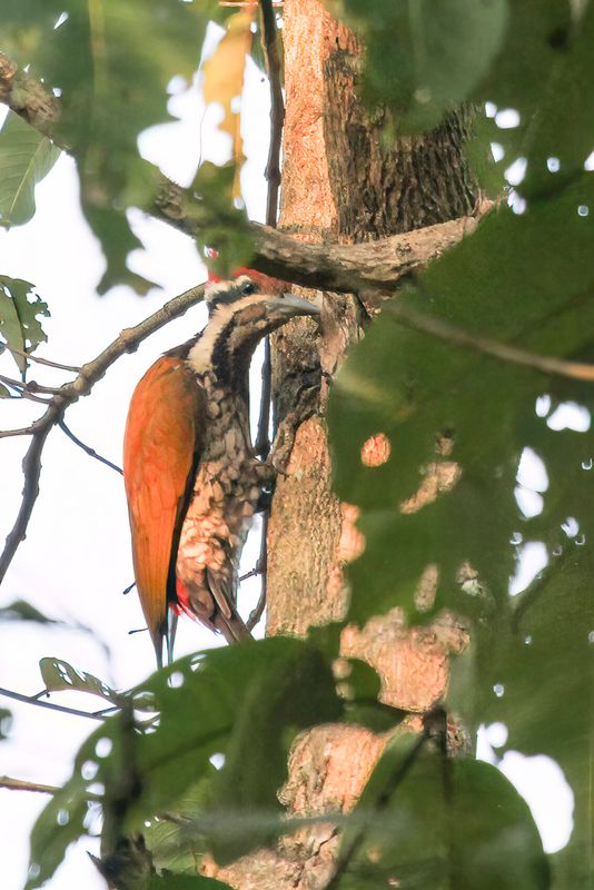 Himalayan Flameback