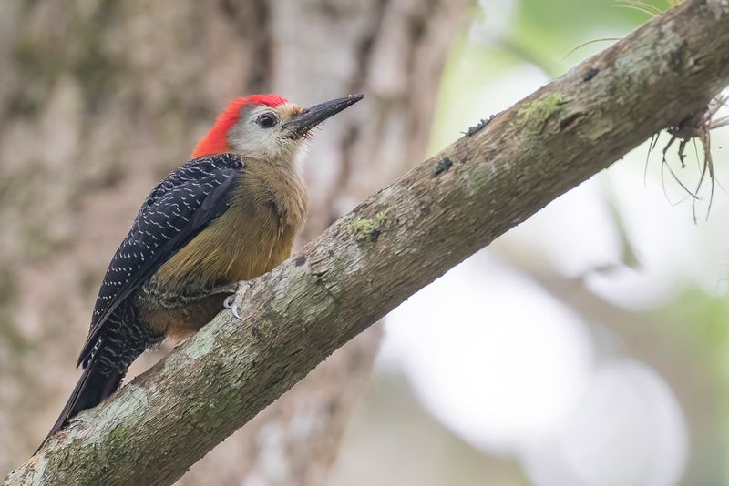 Jamaican Woodpecker (m)