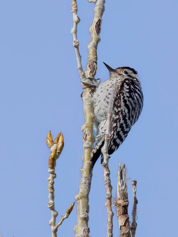 Ladder-backed Woodpecker (f)