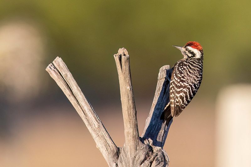 Ladder-backed Woodpecker (m)