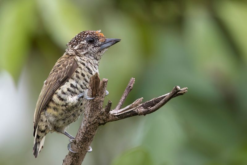 Lafresnaye's Piculet