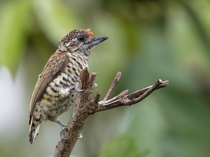 Lafresnaye's Piculet