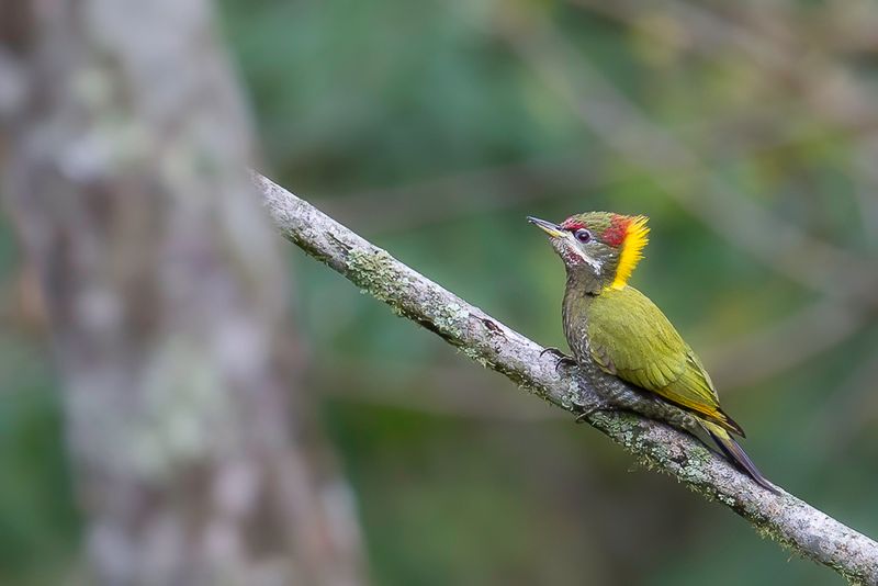 Lesser Yellownape (f)