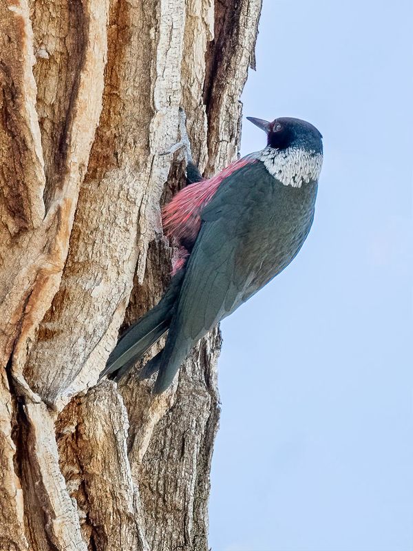 Lewis's Woodpecker