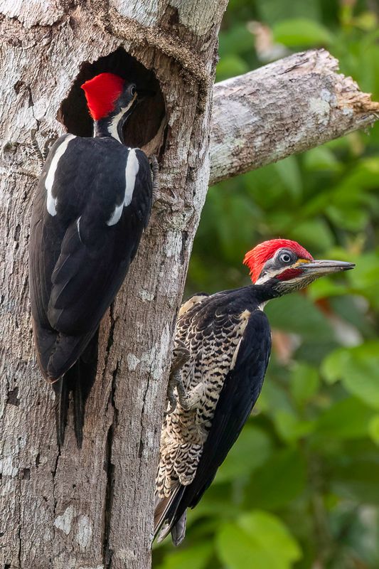 Lineated Woodpecker (m)