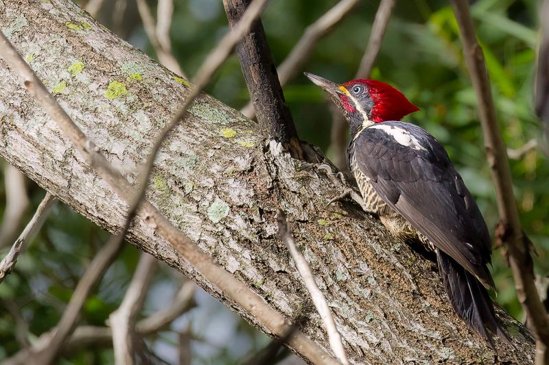 Lineated Woodpecker (m)