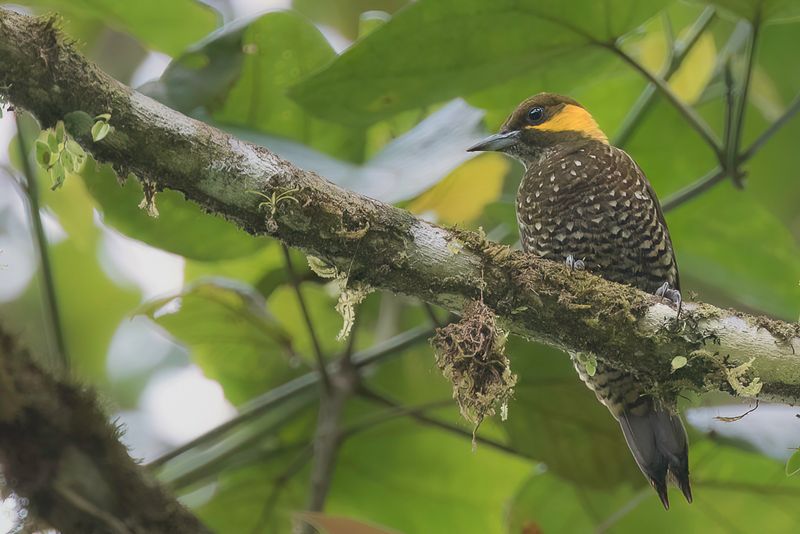 Lita Woodpecker (f)