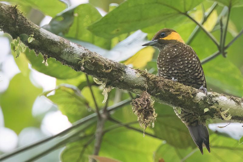 Lita Woodpecker (f)