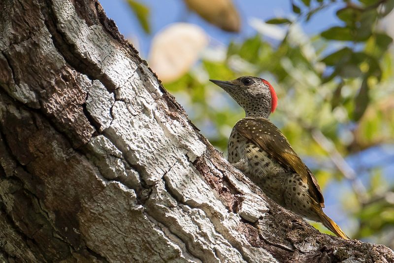 Green-backed Woodpecker - Goudrugspecht - Pic barr