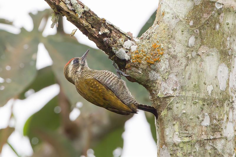 Little Woodpecker