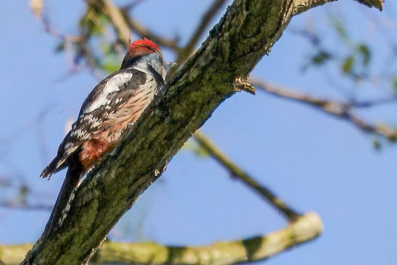 Middle Spotted Woodpecker