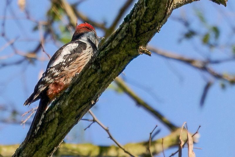 Middle Spotted Woodpecker