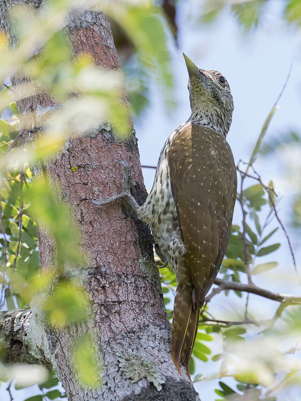 Mombasa Woodpecker (f)