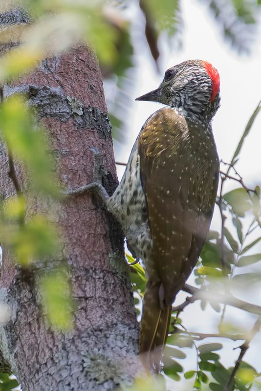 Mombasa Woodpecker