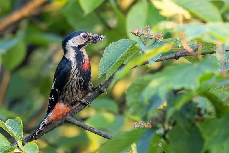 Necklaced Woodpecker