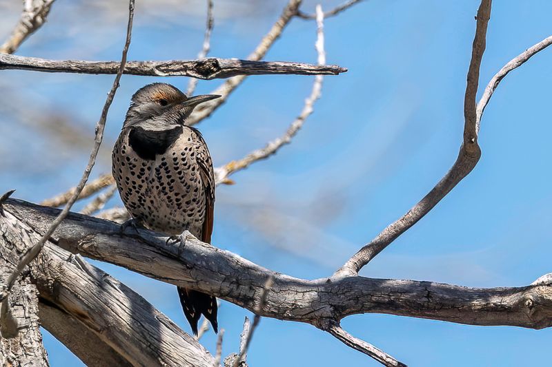 Northern Flicker