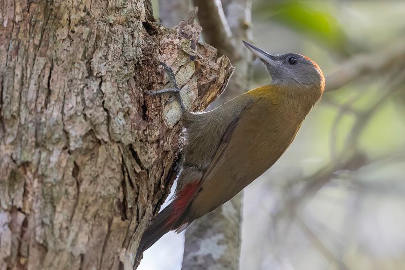 Olive Woodpecker