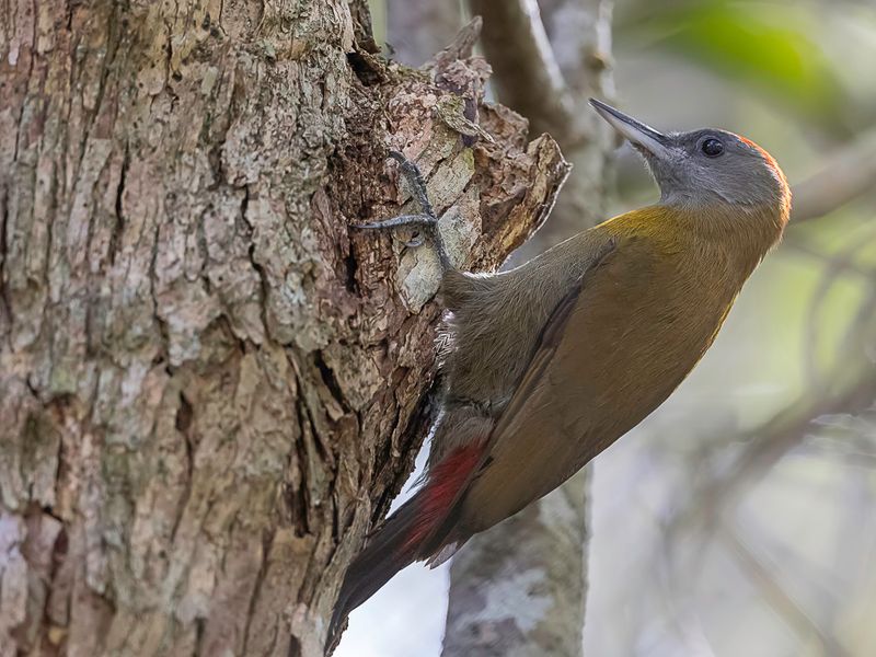 Olive Woodpecker