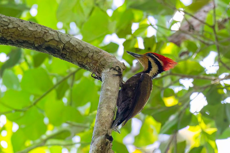 Olive-backed Woodpecker