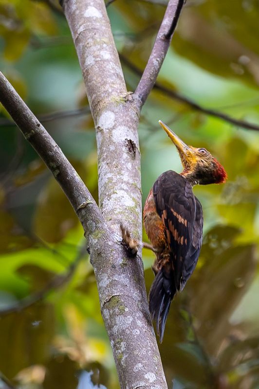 Orange-backed Woodpecker