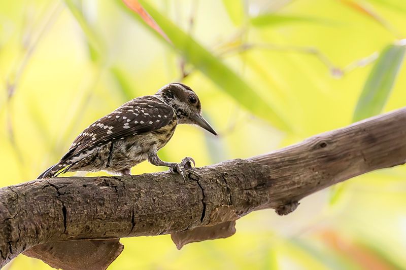 Philippine Pygmy Woodpecker (f)