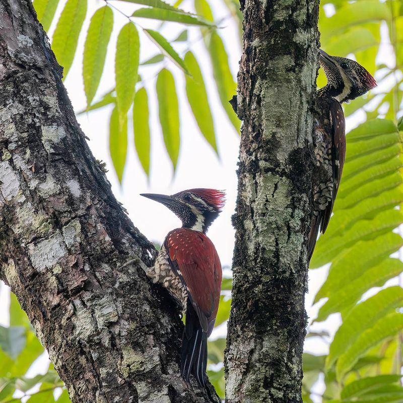 Red-backed Flameback (m+f)