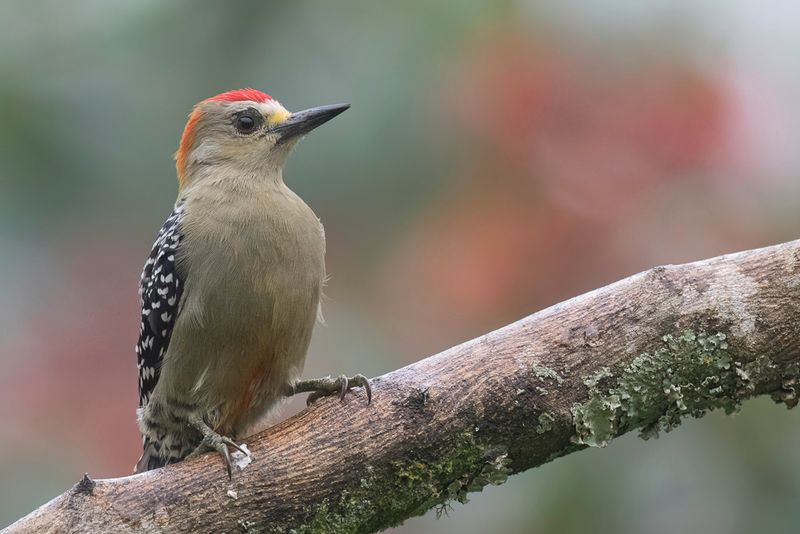 Red-crowned Woodpecker (m)