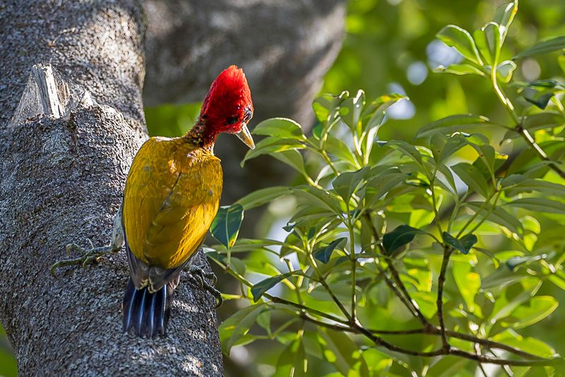 Red-headed Flameback