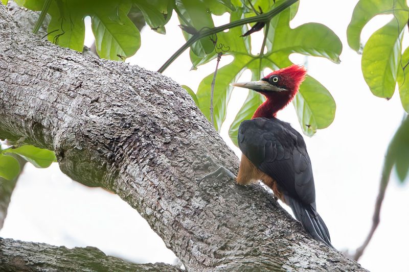 Red-necked Woodpecker