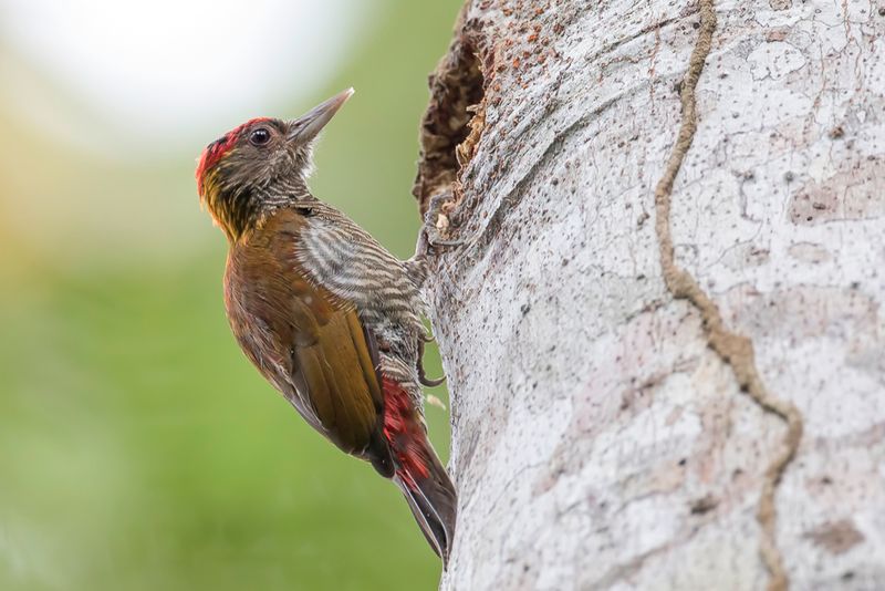 Red-rumped Woodpecker
