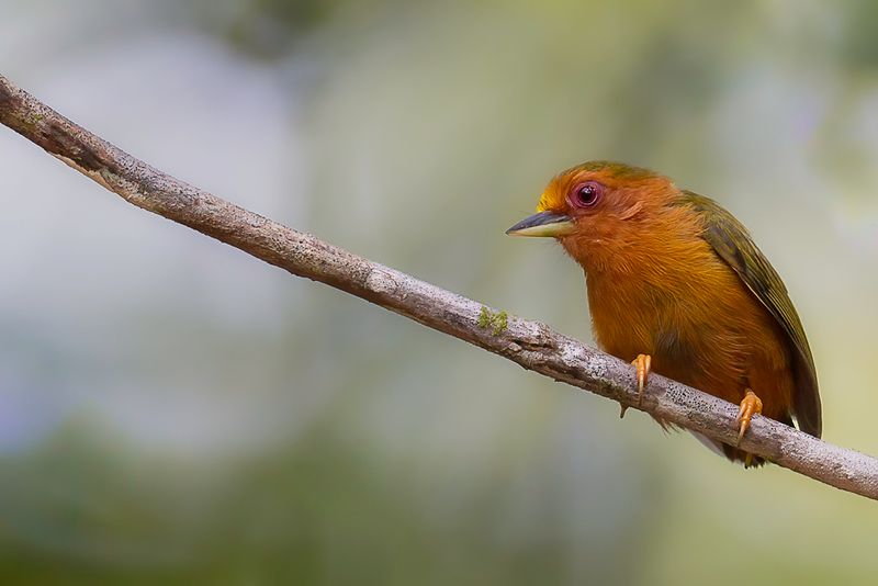 Rufous Piculet