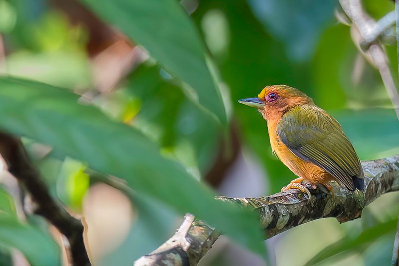 Rufous Piculet