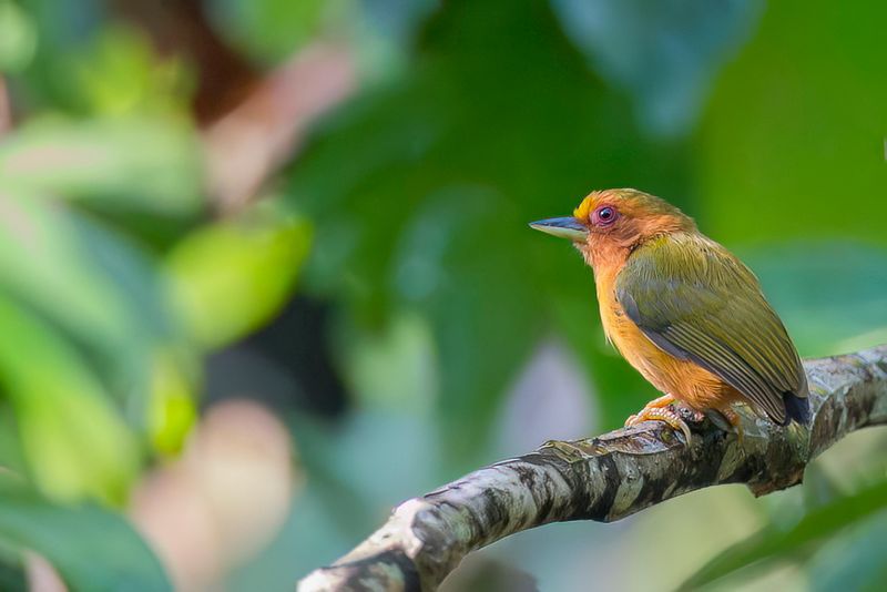 Rufous Piculet