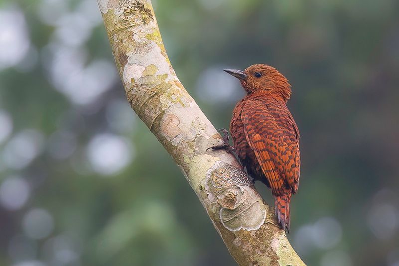 Rufous Woodpecker