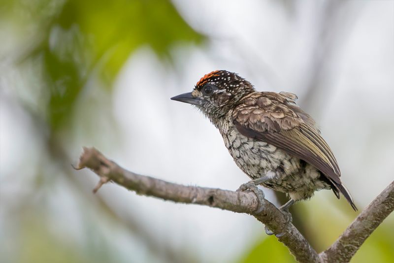 Scaled Piculet
