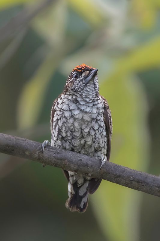Scaled Piculet