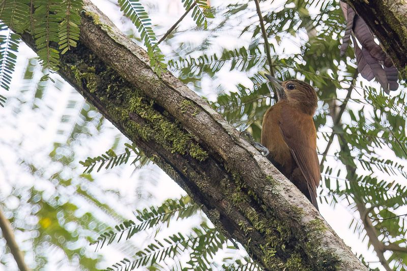 Smoky-brown Woodpecker
