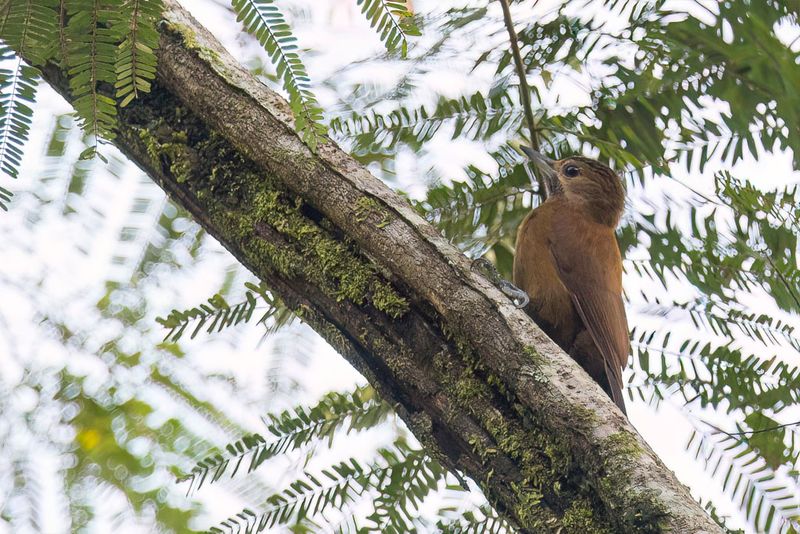 Smoky-brown Woodpecker