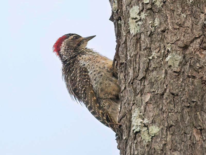 Speckle-throated Woodpecker (f)