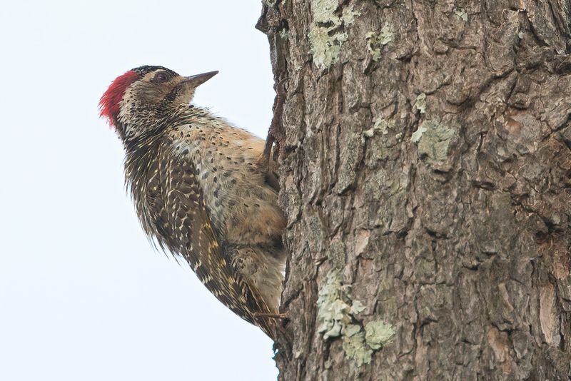 Speckle-throated Woodpecker (f)