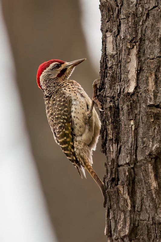 Speckle-throated Woodpecker (m)
